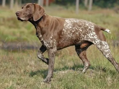 NAME THAT BREED!