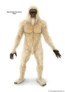 What is another common name for the Yeti?