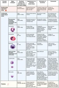 Which show features a talking white blood cell and a mucus in a human body?