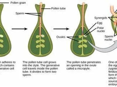 Which part of a plant produces pollen?
