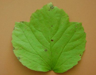 La definition d'une feuille simple est