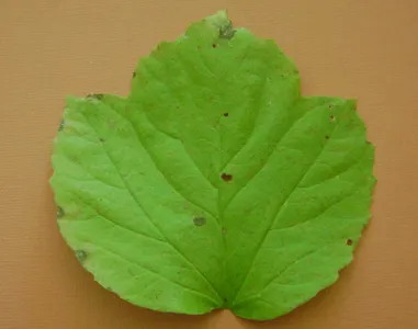 La definition d'une feuille simple est