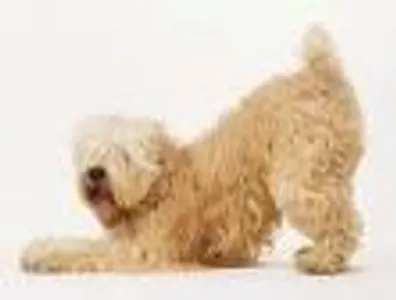 What breed is this?