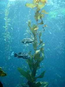 How big can kelp grow?