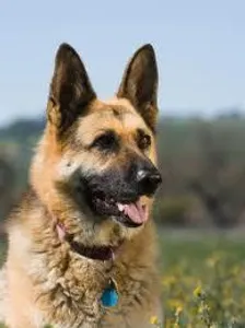 "It's true that dogs can tell when people are going to die." Is this statement true or false?