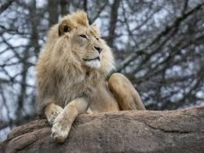 How many hours a day do lions typically rest?