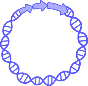 What is the purpose of using plasmids in genetic engineering?