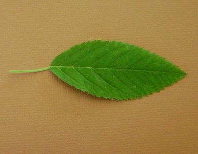 Un arbre avec les feuilles dentees, perd leurs feuilles chaque automne.