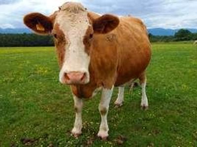 What is a cow?