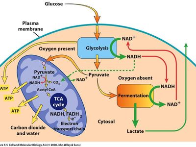 During aerobics, what should your breathing pattern be?