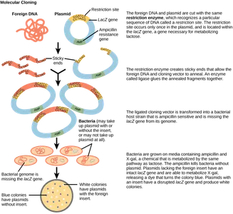 How do bacteria reproduce?