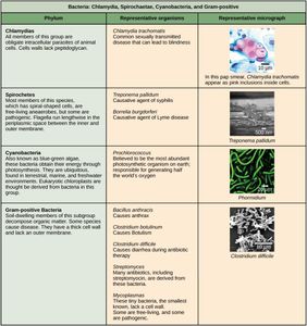 Which of the following is NOT a type of bacteria?