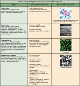 Which of the following is NOT a type of bacteria?