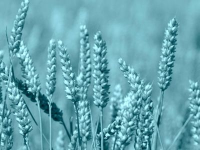 How does sustainable agriculture contribute to food security?