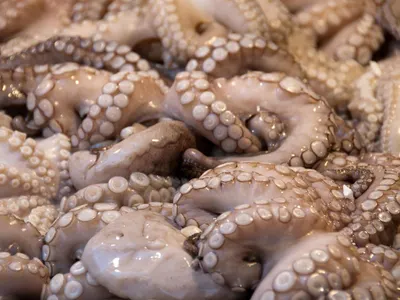 How many hearts do octopuses have?