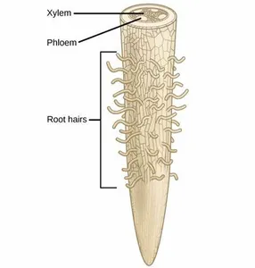 Which of these is NOT a function of a root hair cell?