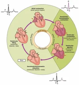 What is the term for the condition where blood flow to the heart is reduced or blocked?