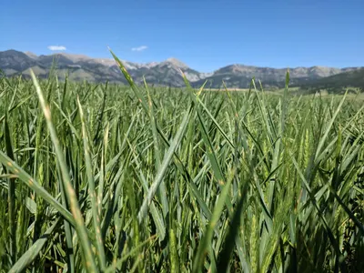 What is the study of plant diseases called?