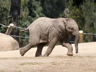 How fast can elephants run?