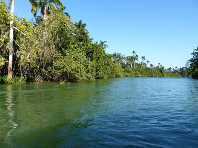 Which river is known for its diverse wildlife and dense rainforests?