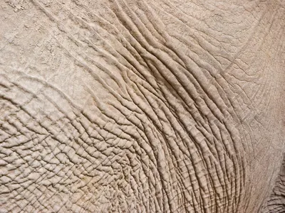 Which mammal has neither sweat glands nor tears?