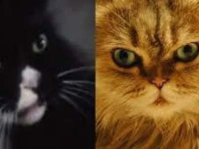 what is katniss's sister's cat's name?