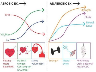 What is a primary benefit of aerobics?