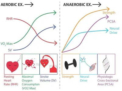 What is a primary benefit of aerobics?