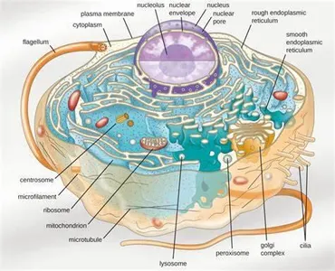 Which organelle is responsible for detoxifying harmful substances in the cell?