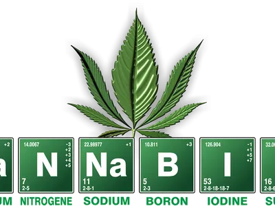 What are the two main species of marijuana?