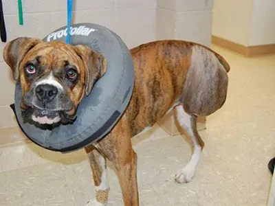 A boxer was rescued after his owner abused her and is available for adoption. What is the Boxer's name?