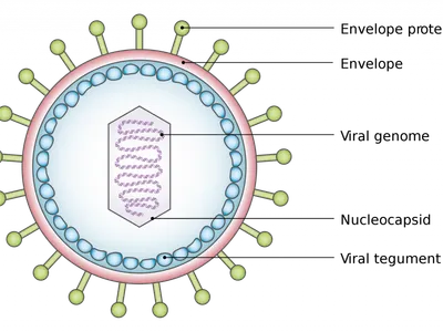 What is the outermost layer of a virus called?