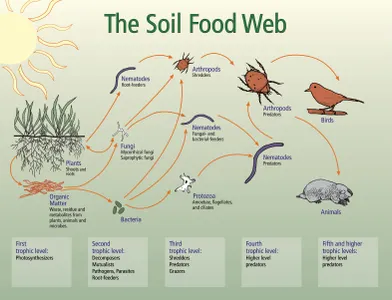 What is the primary role of decomposer microorganisms?