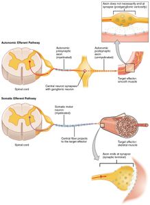 What type of neuron responds to sensory stimuli?