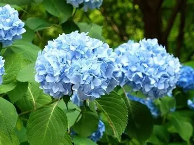 Hydrangea