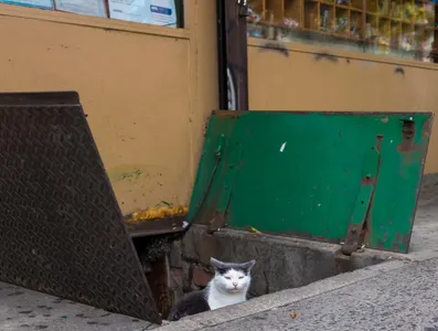Which country is famous for the Bobtail cat breed?