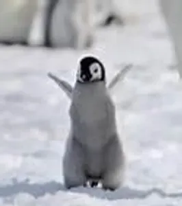 How many eggs does a mother penguin lay at a time?