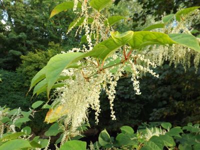 Which of the 3 Knotweed species is said to be most invasive and problematic to control?