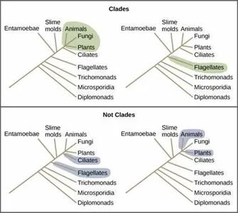 Which term refers to similar structures in different species that evolved from a common ancestor?