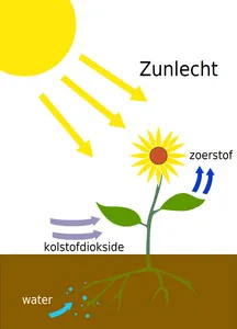 What is the process by which plants convert sunlight into energy?