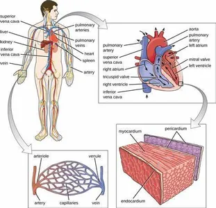 Which organ is responsible for filtering blood in the human body?