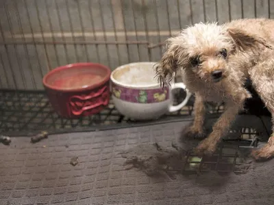 Puppy mills are when a idiot takes a bunch of innocent dogs and kills them and breed them 5 times a year! Puppy Mills are.....