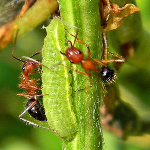 Which of the following is an example of a mutualistic relationship?