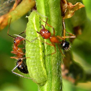 Which of the following is an example of a mutualistic relationship?