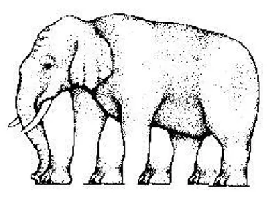 there is what this elephant foot?