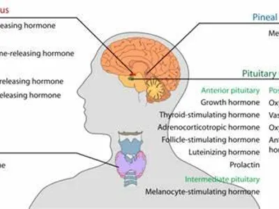 What is the purpose of the endocrine system?
