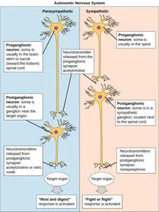 Which of the following is a type of neuron located in the peripheral nervous system?