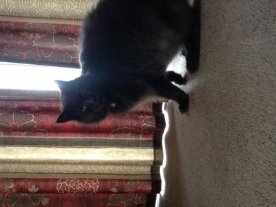 Are mainecoons long furred or not?