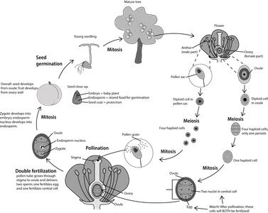 Which of these is NOT a part of the life cycle of angiosperms?