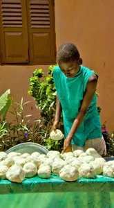 What is the process by which plants convert sunlight into food?